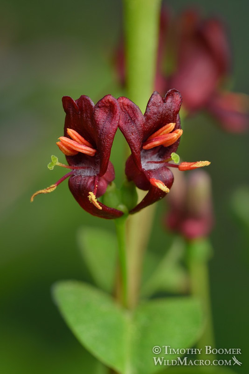 Purpleflower Honeysuckle photo 2
