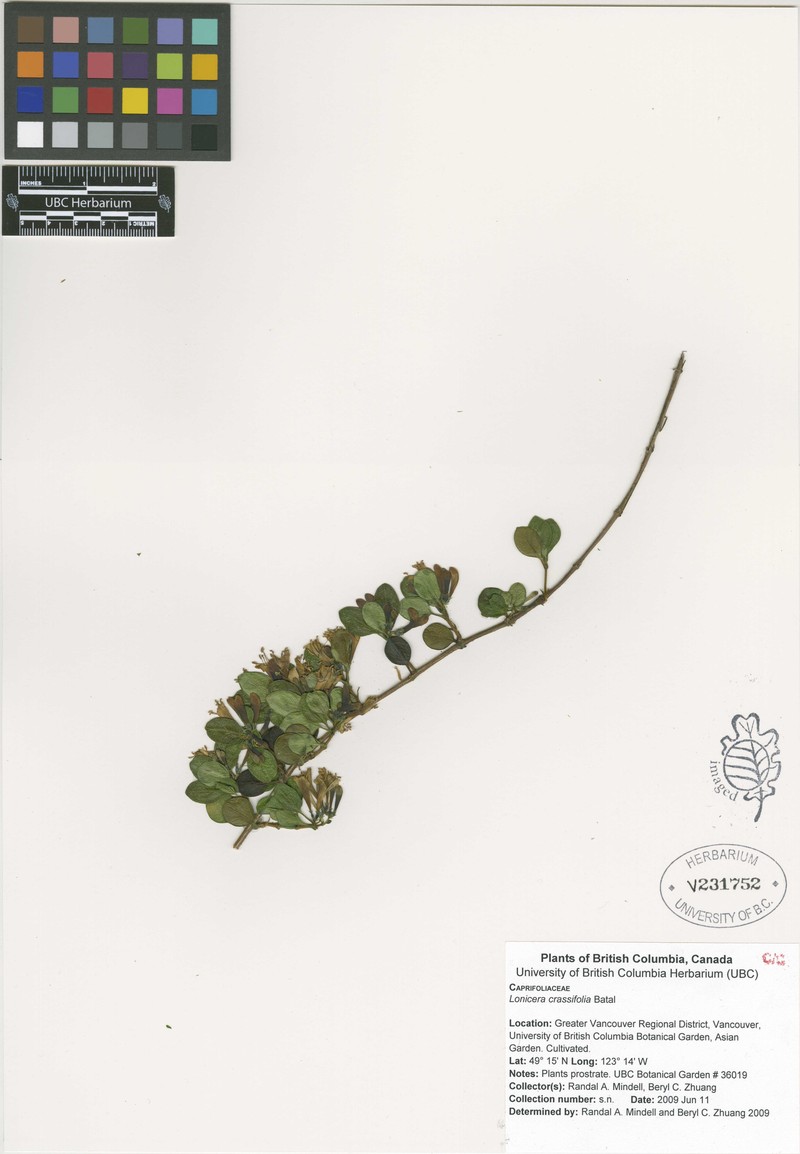 Lonicera crassifolia photo 2