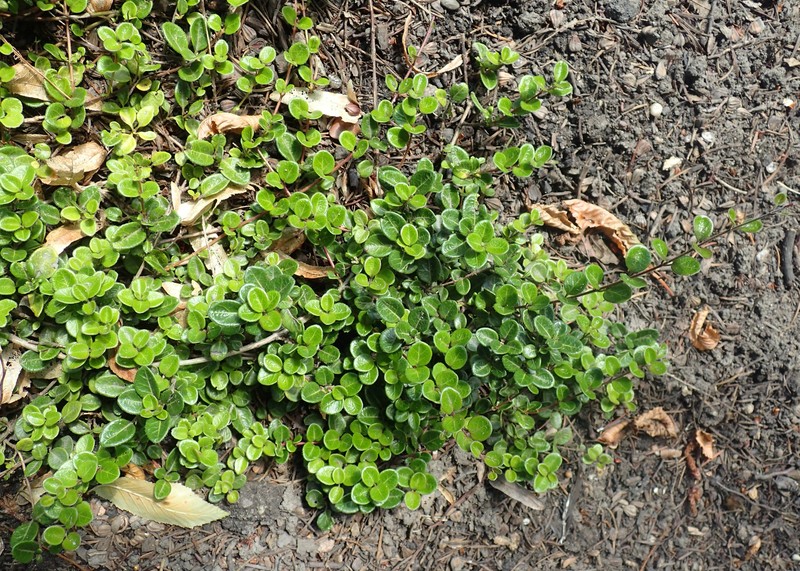 Lonicera crassifolia