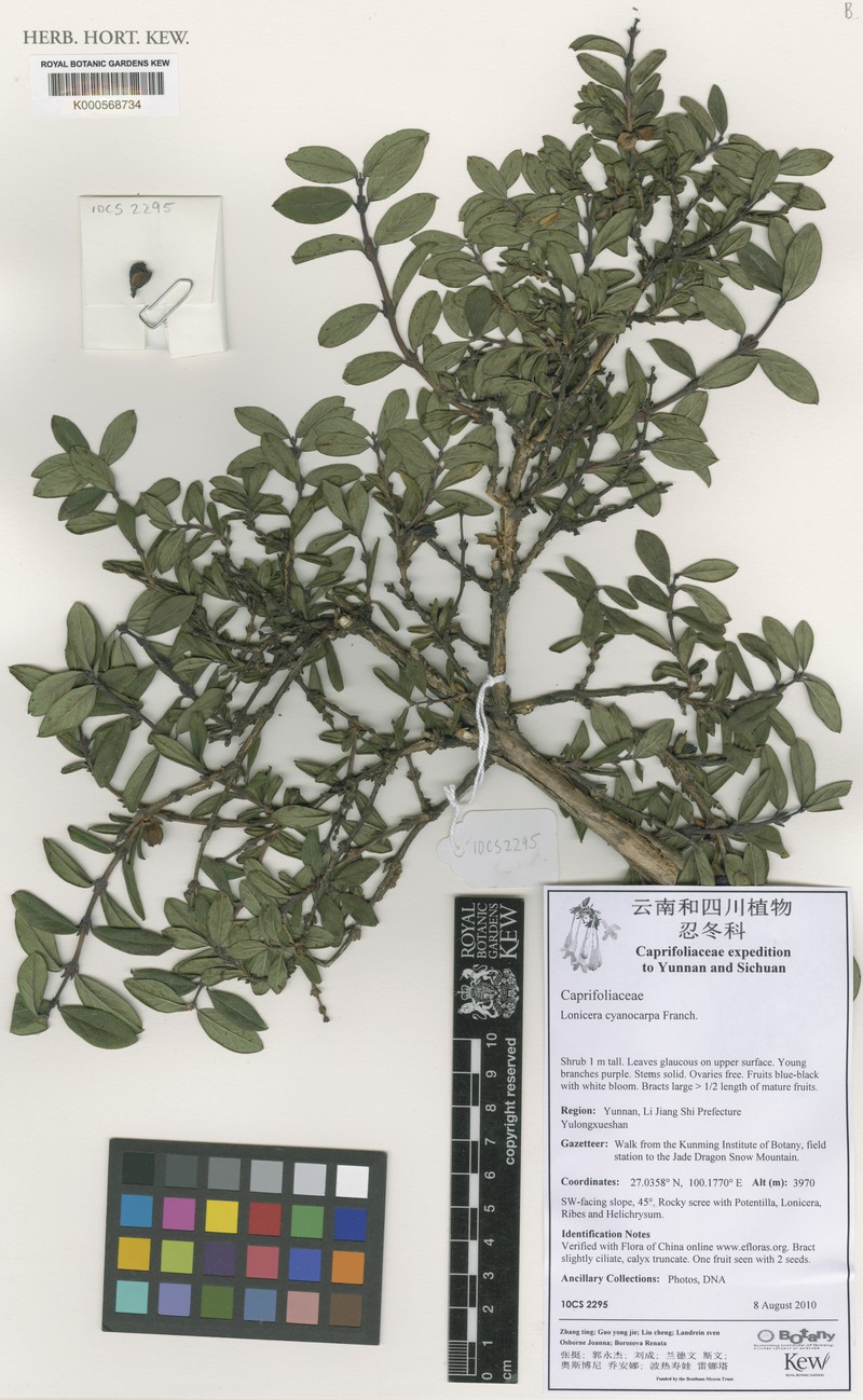 Lonicera cyanocarpa