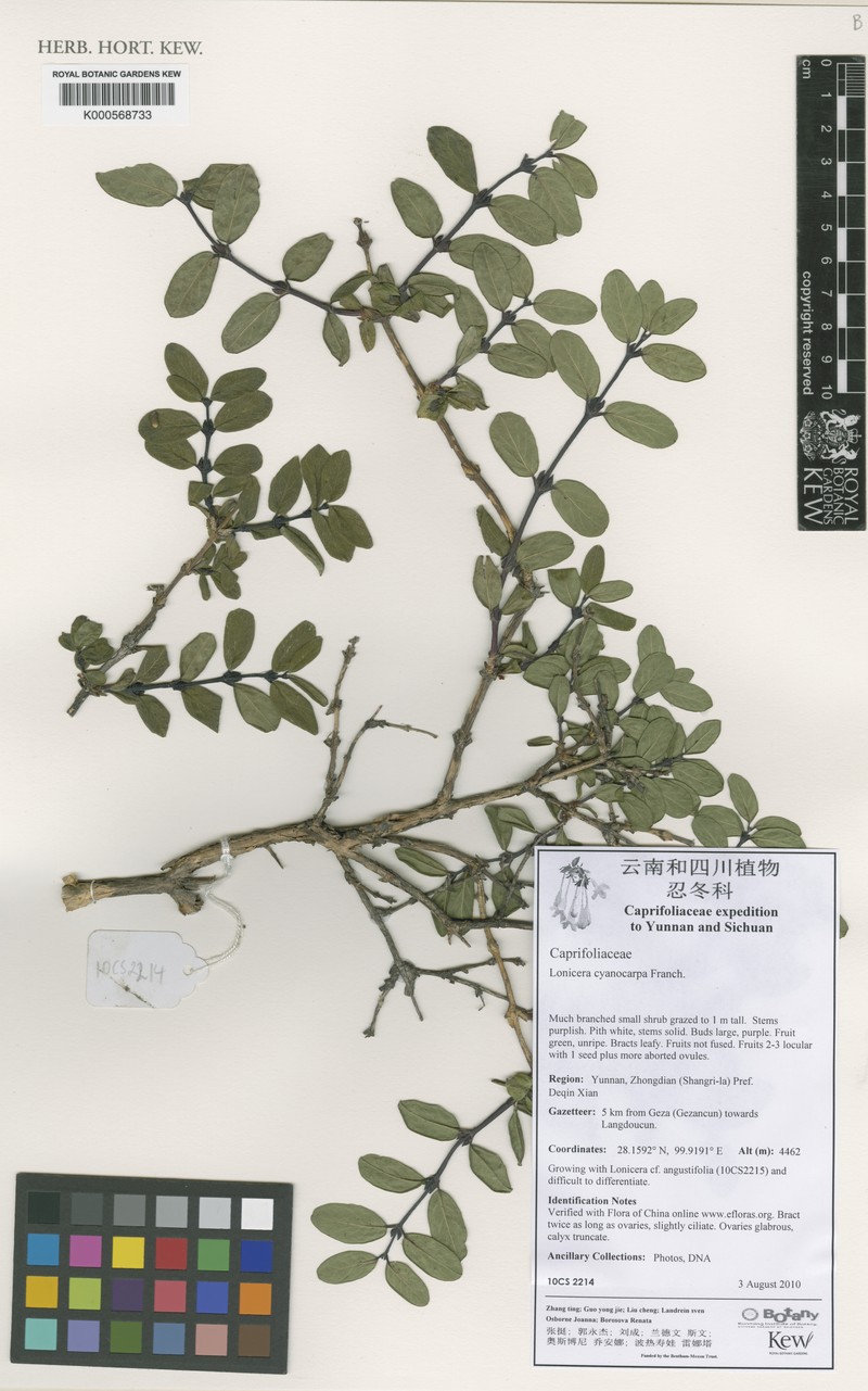 Lonicera cyanocarpa photo 2