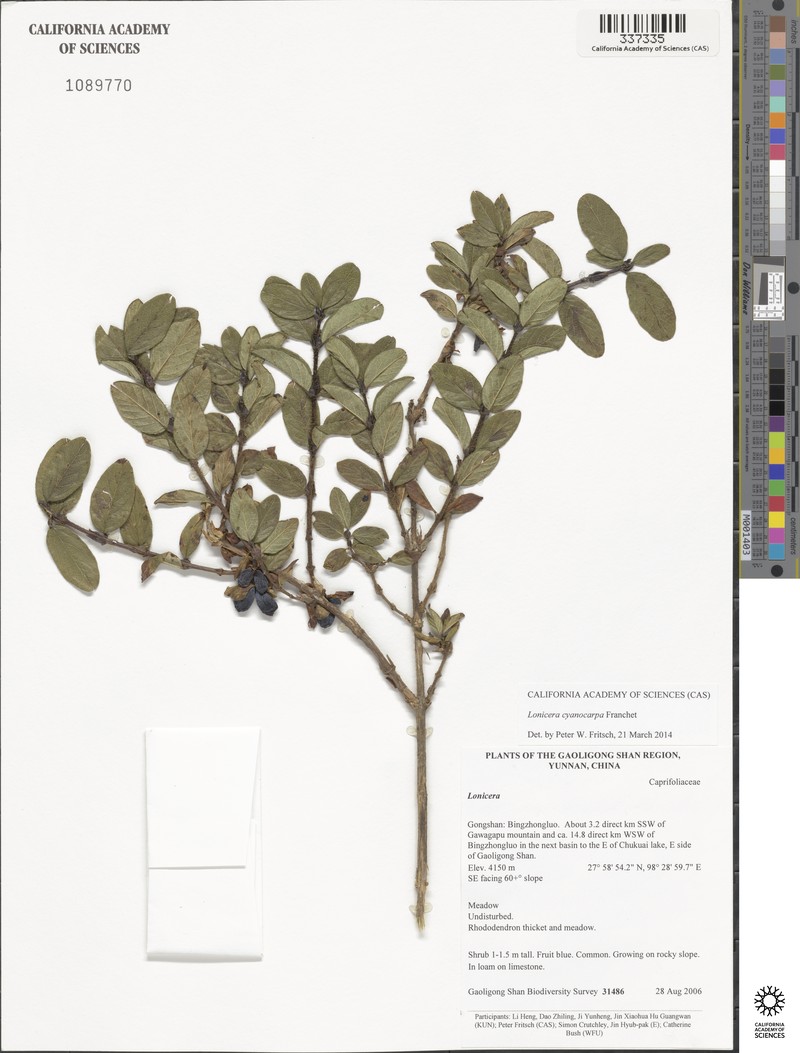 Lonicera cyanocarpa photo 3