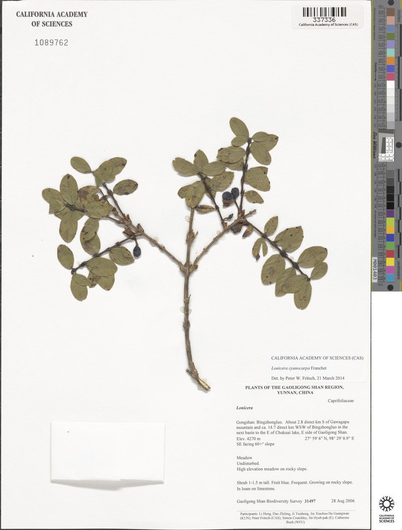 Lonicera cyanocarpa photo 4