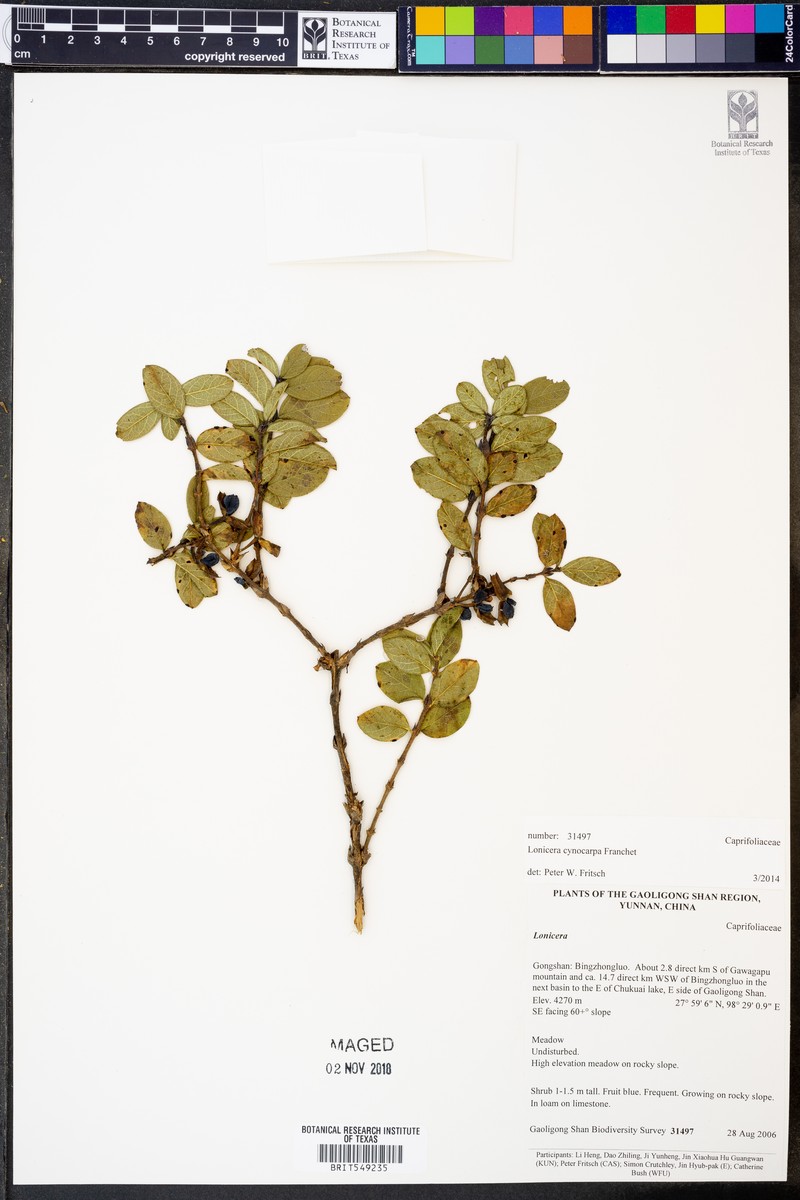 Lonicera cyanocarpa photo 5