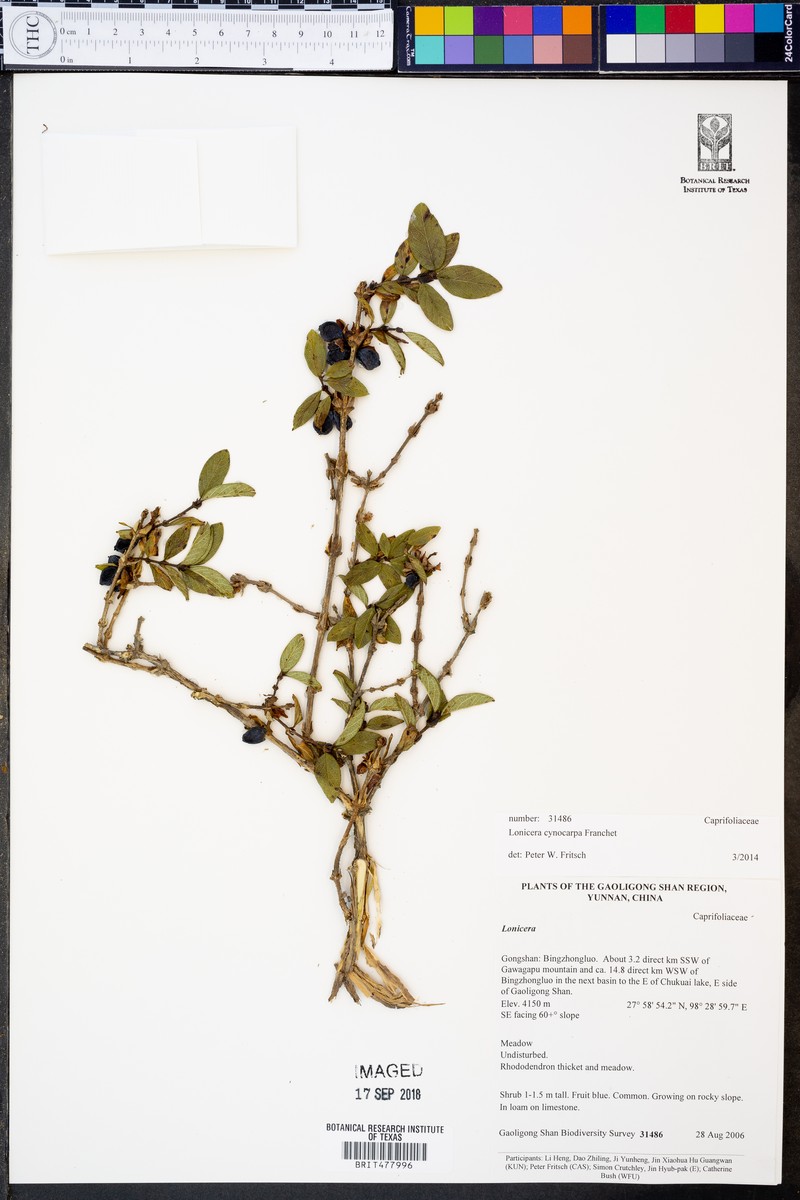 Lonicera cyanocarpa photo 6