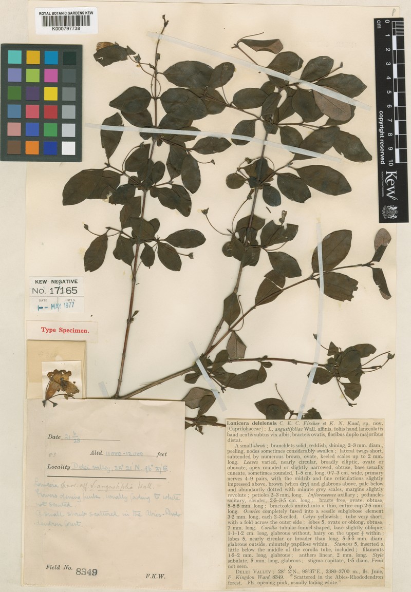Lonicera deleiensis