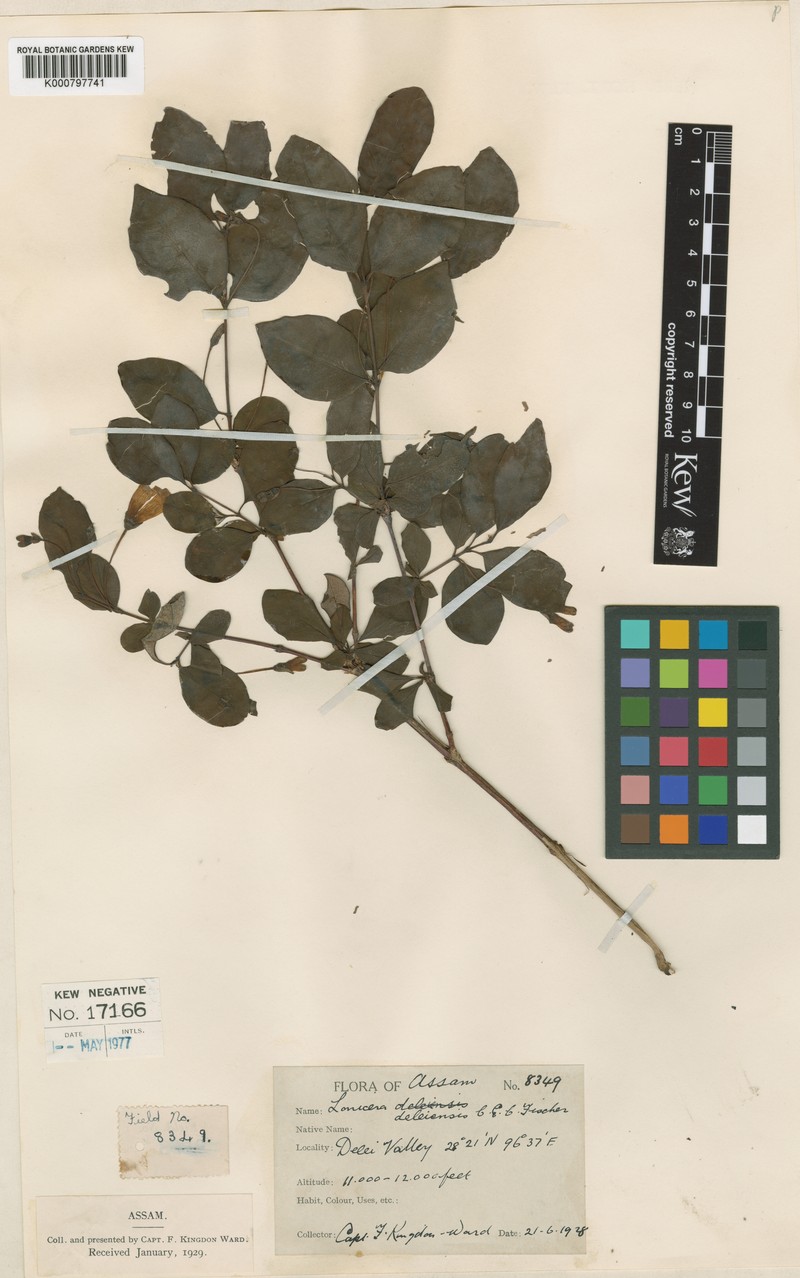 Lonicera deleiensis photo 2