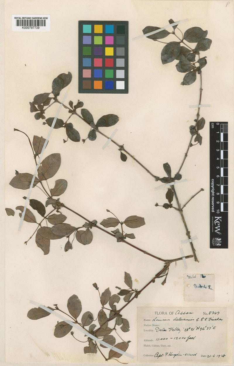 Lonicera deleiensis photo 3