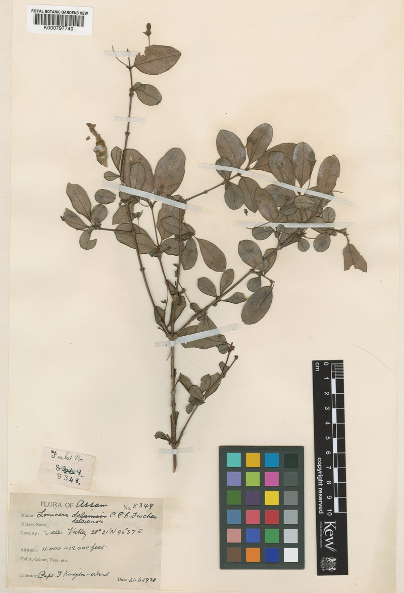 Lonicera deleiensis photo 4