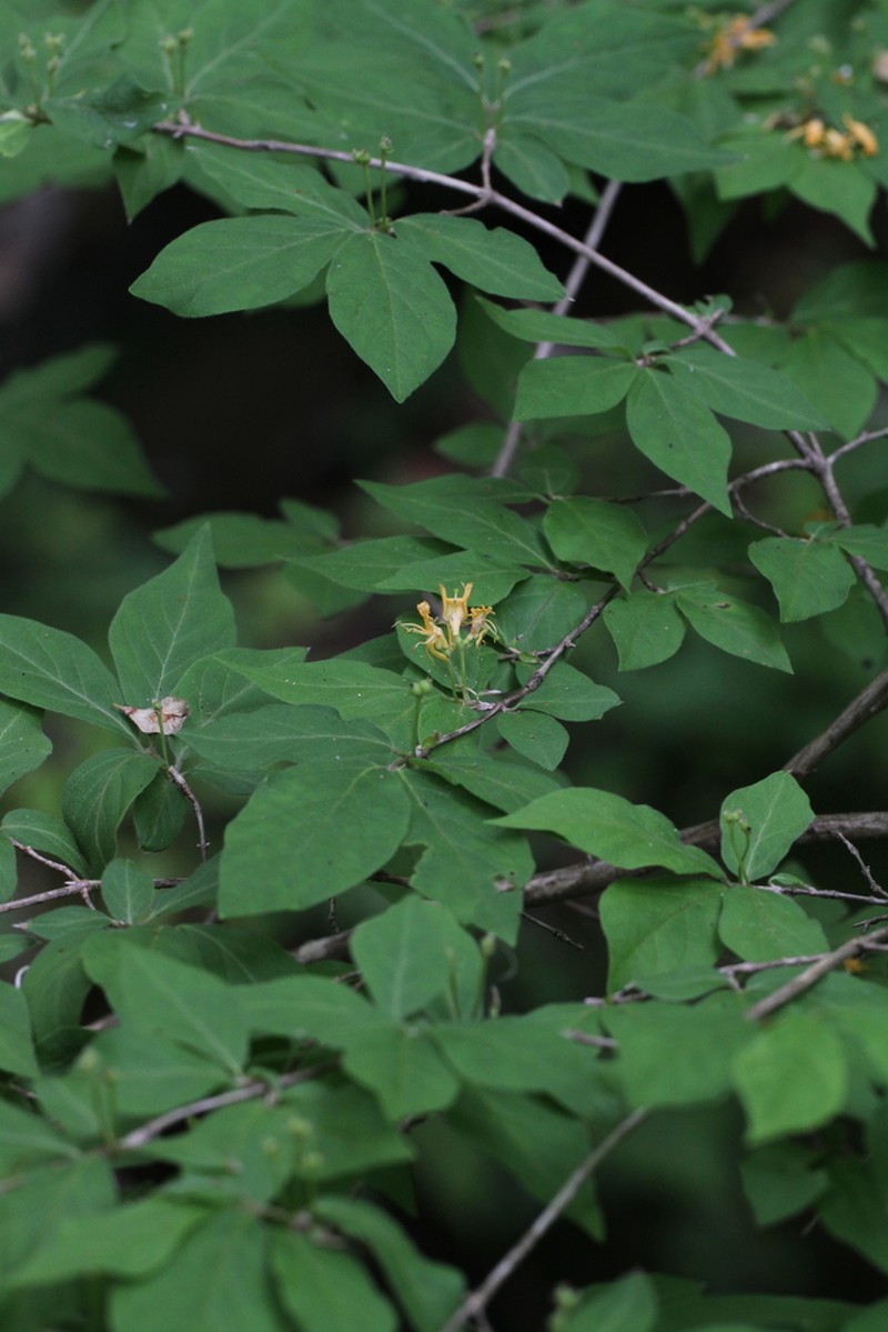 Lonicera demissa photo 2