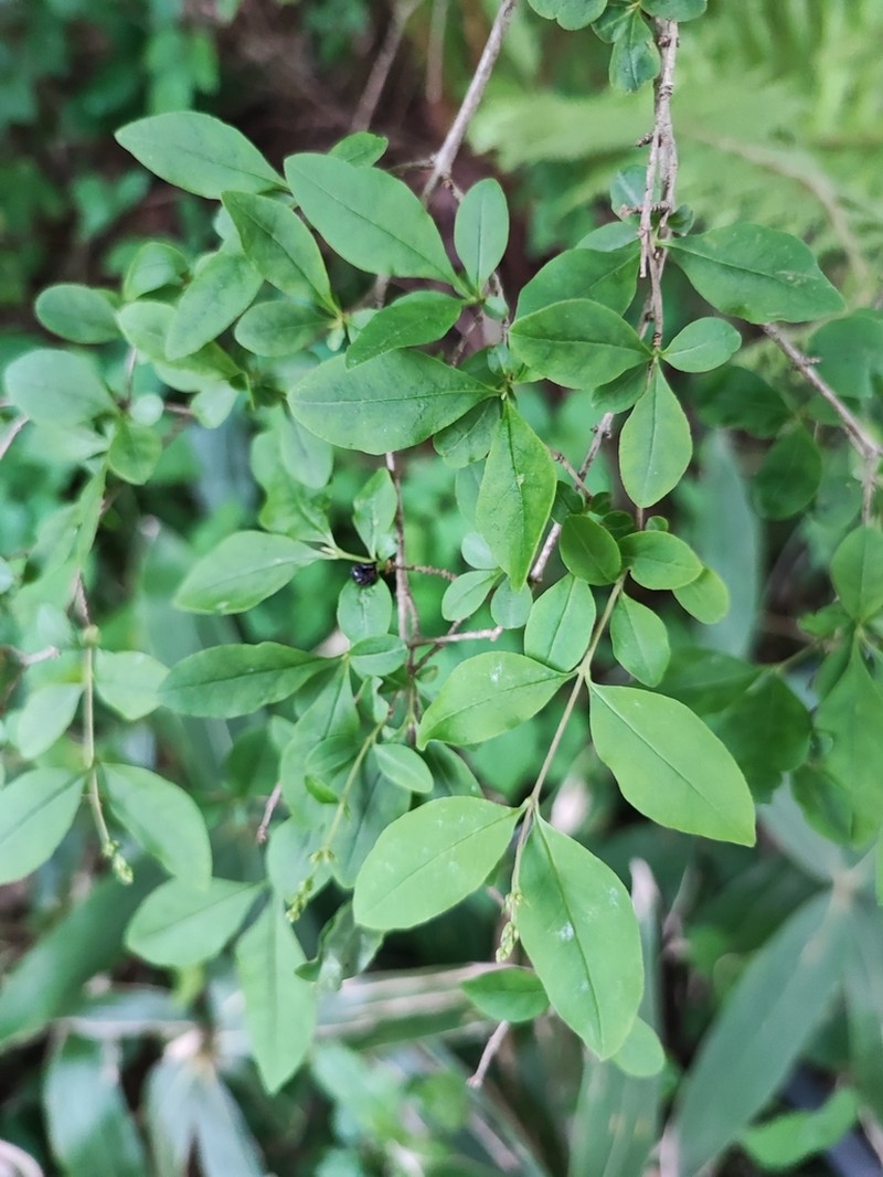 Lonicera demissa photo 3