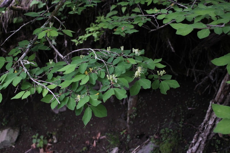 Lonicera demissa photo 4