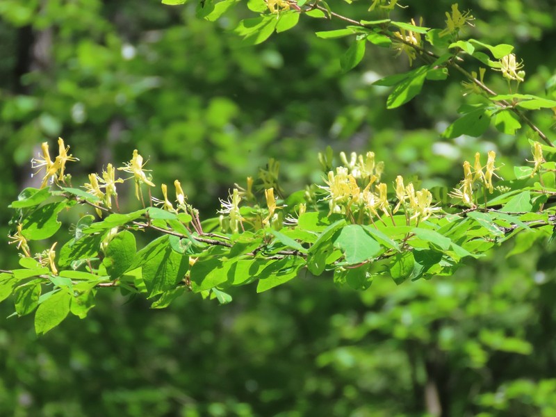 Lonicera demissa photo 5
