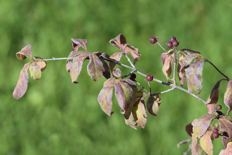 Lonicera demissa