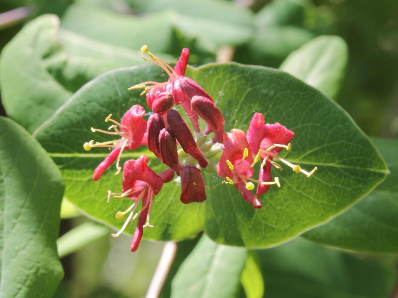 Limber Honeysuckle photo 2