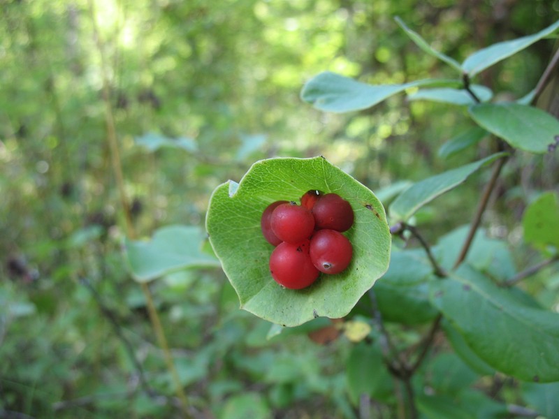 Limber Honeysuckle photo 3