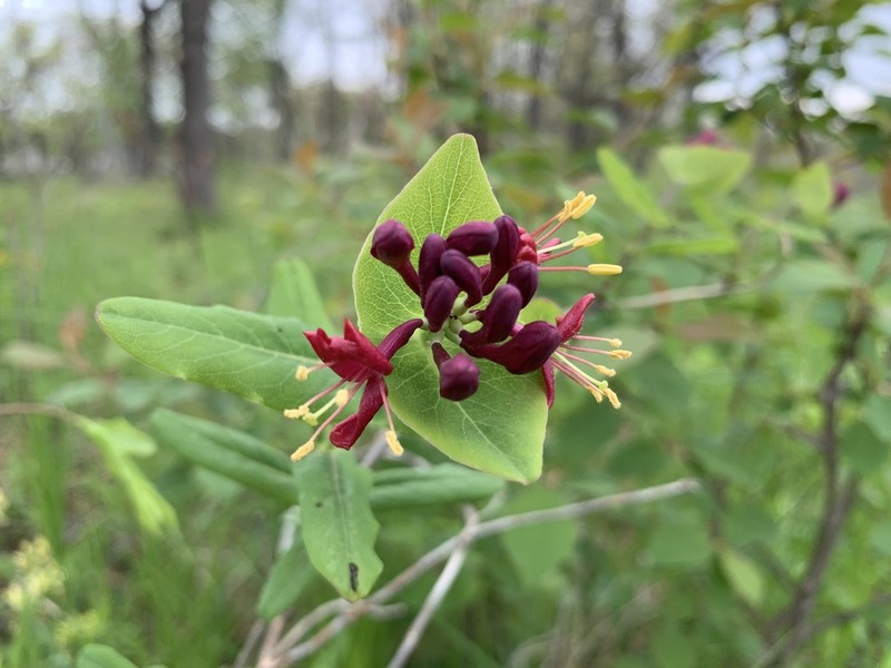 Limber Honeysuckle photo 3