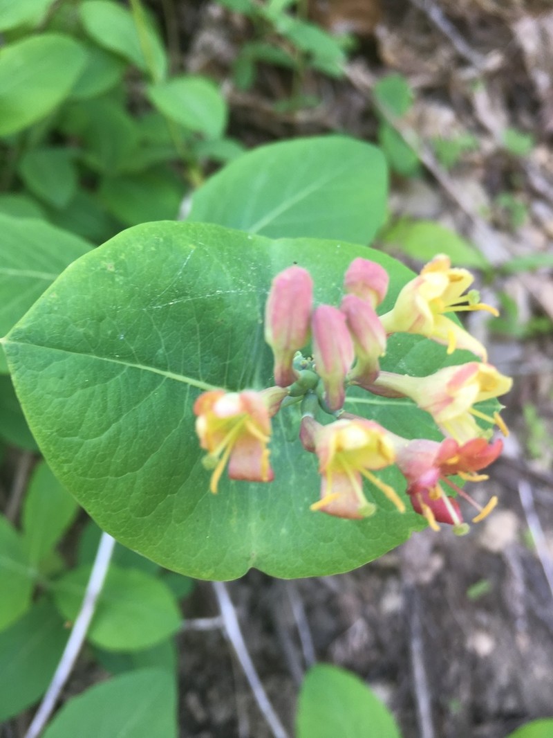 Limber Honeysuckle photo 5
