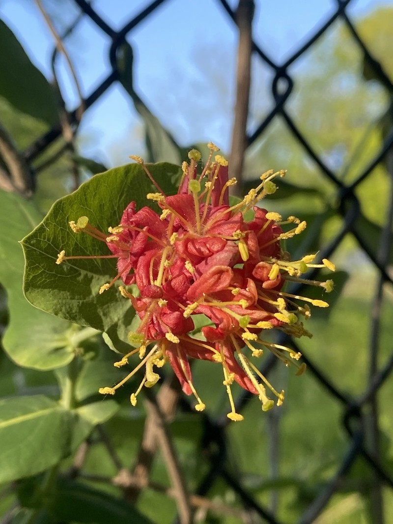 Limber Honeysuckle photo 8