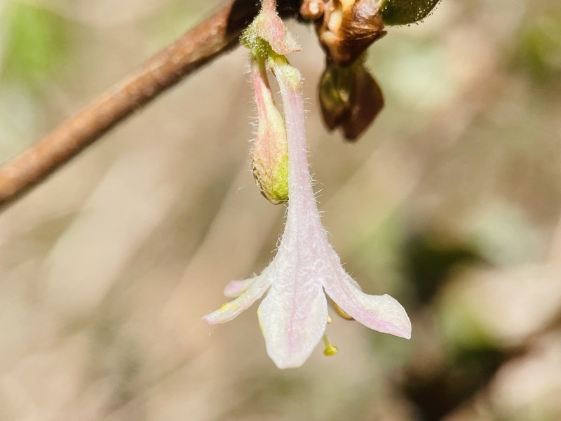 Lonicera elisae photo 2