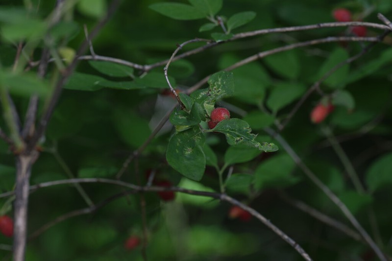 Lonicera elisae photo 3