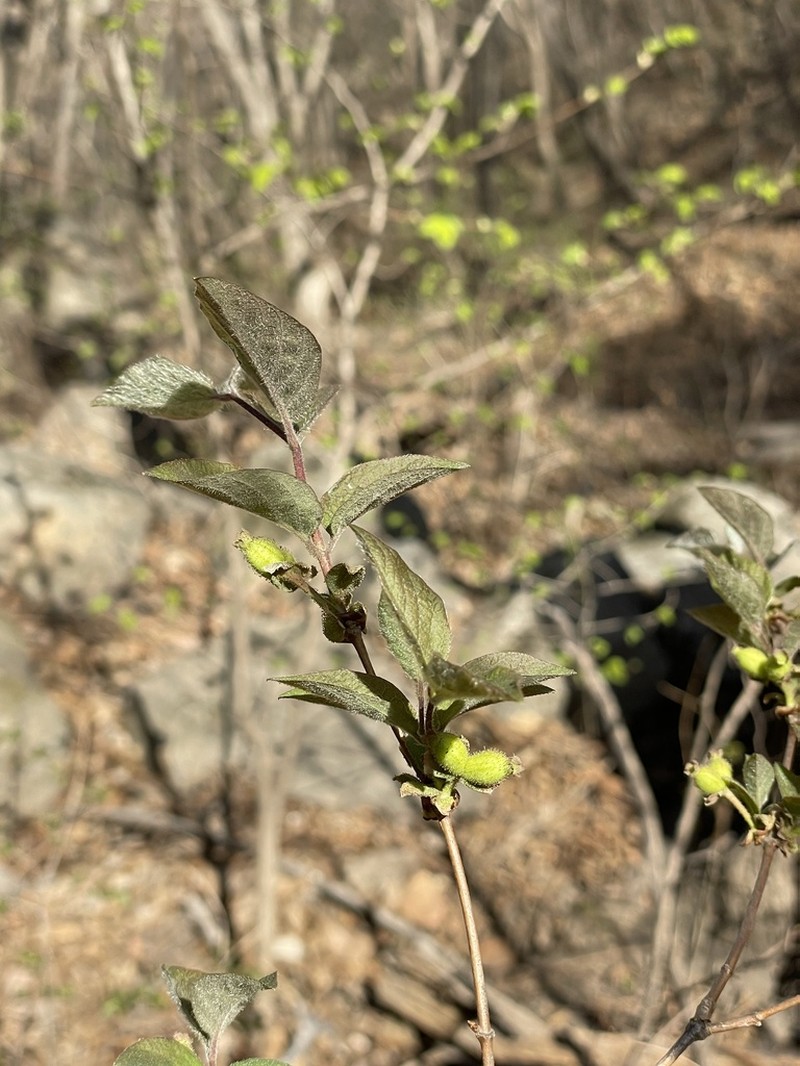 Lonicera elisae photo 4