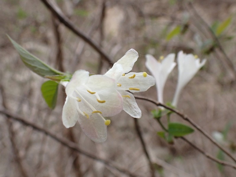 Lonicera elisae photo 6