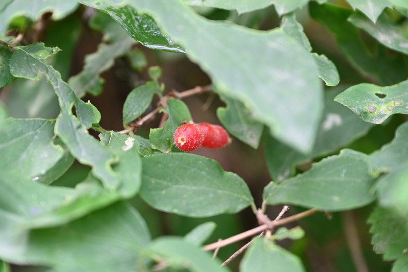 Lonicera elisae photo 7