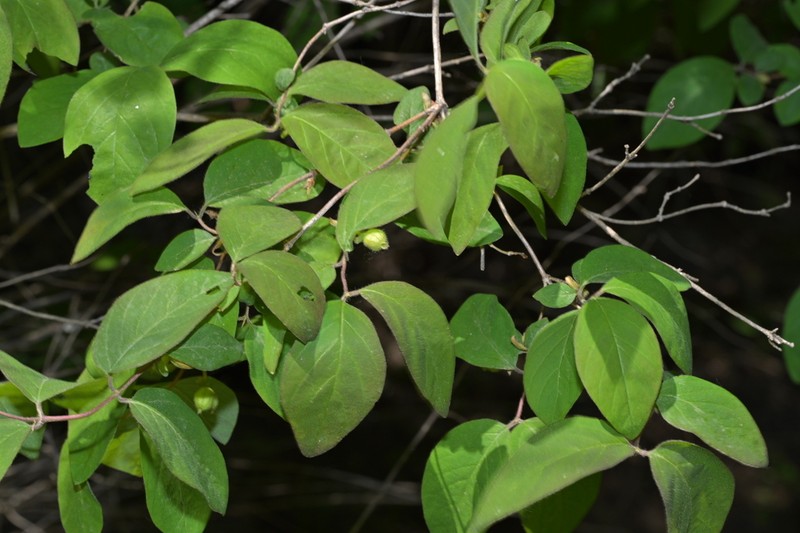 Lonicera elisae photo 8