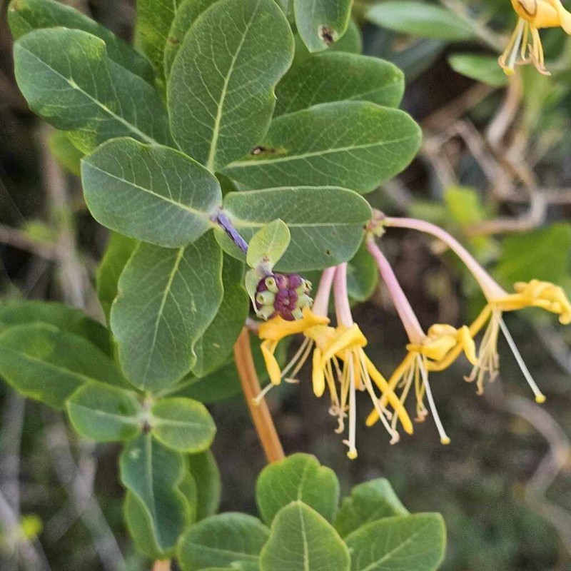 Etruscan Honeysuckle photo 2
