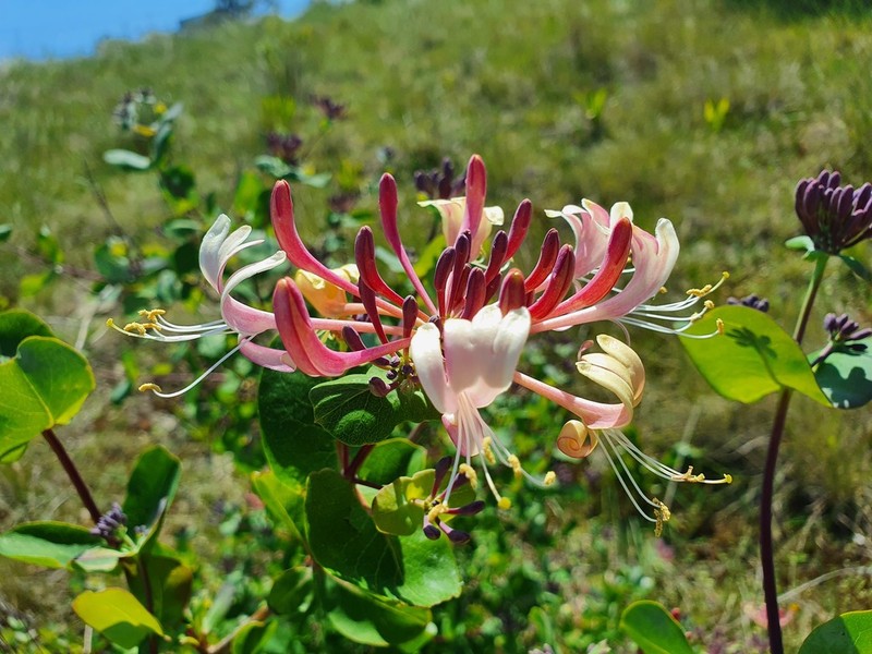 Etruscan Honeysuckle photo 3