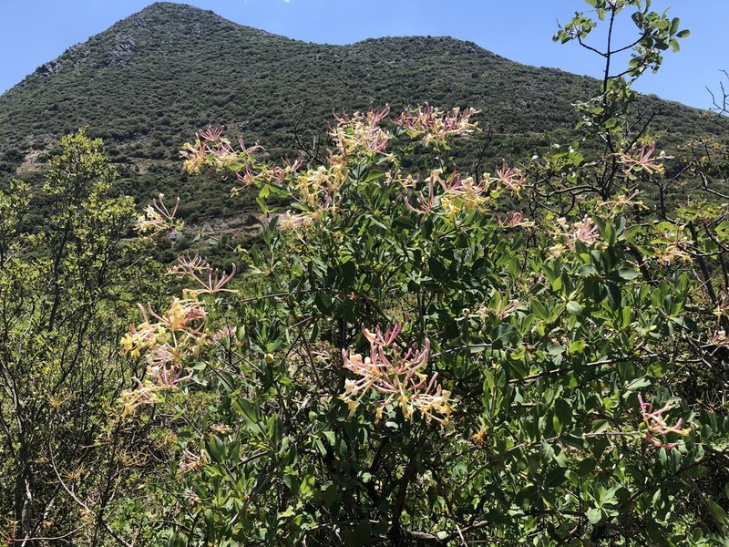 Etruscan Honeysuckle photo 4