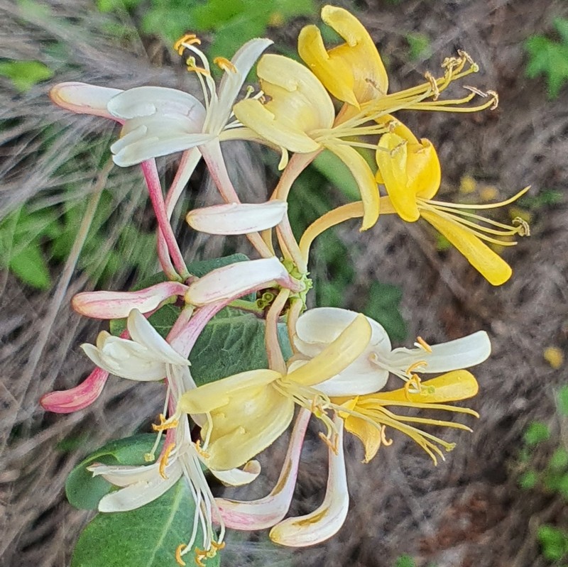 Etruscan Honeysuckle photo 6