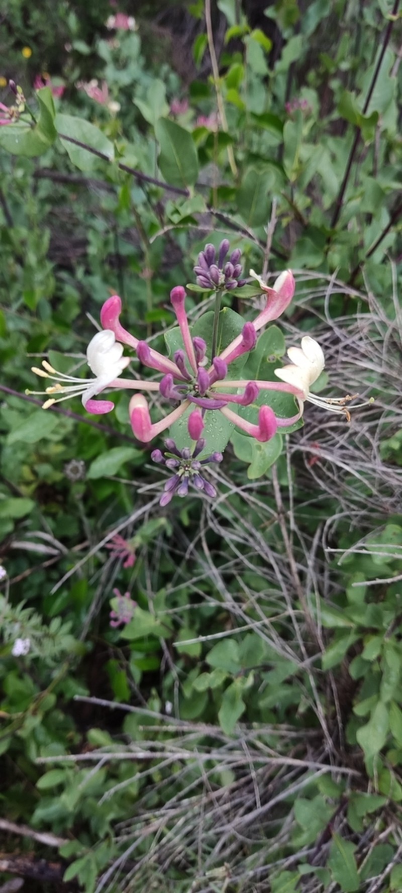Etruscan Honeysuckle photo 7