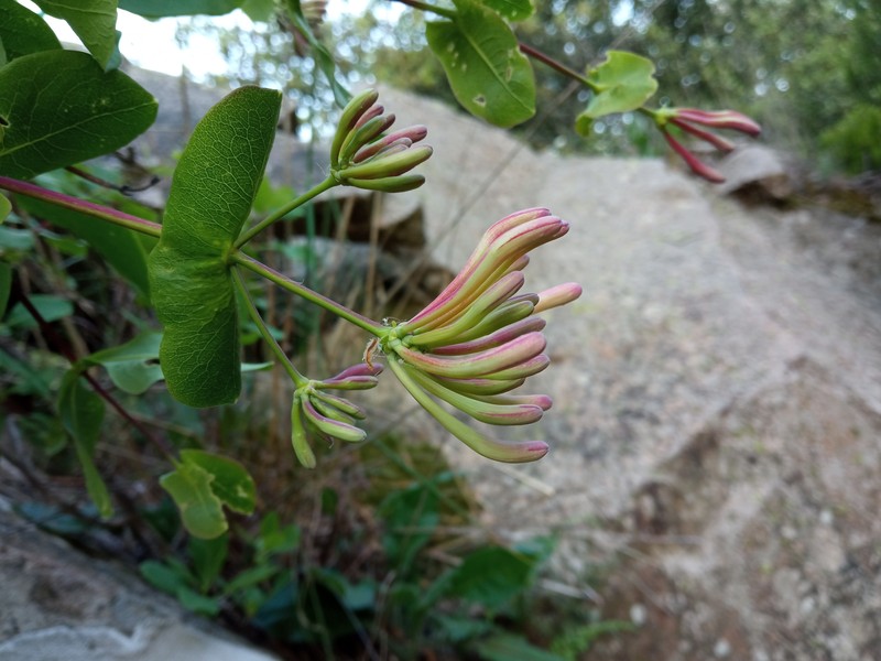Etruscan Honeysuckle photo 6