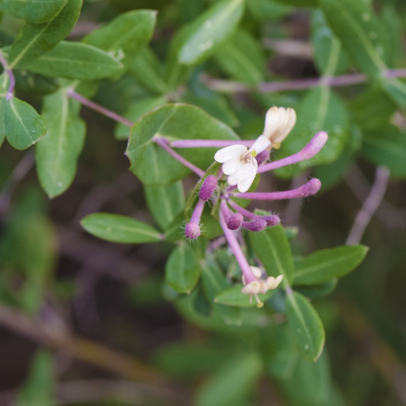 Etruscan Honeysuckle photo 2