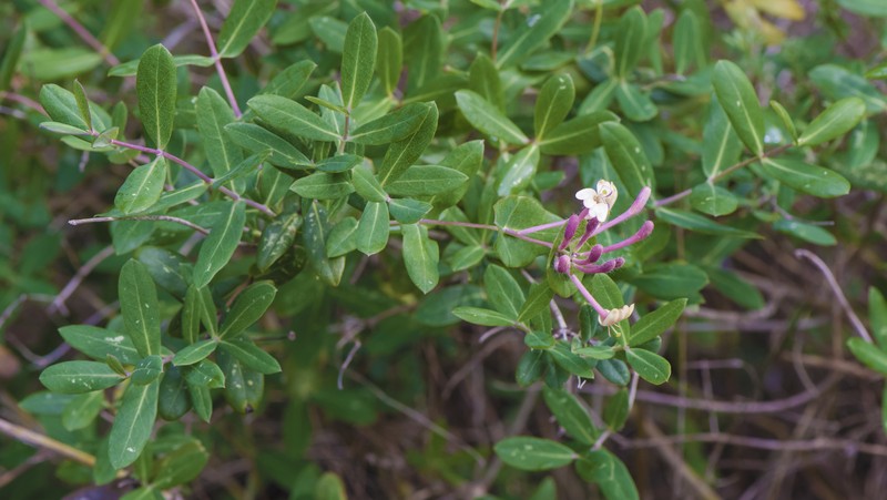 Etruscan Honeysuckle photo 3