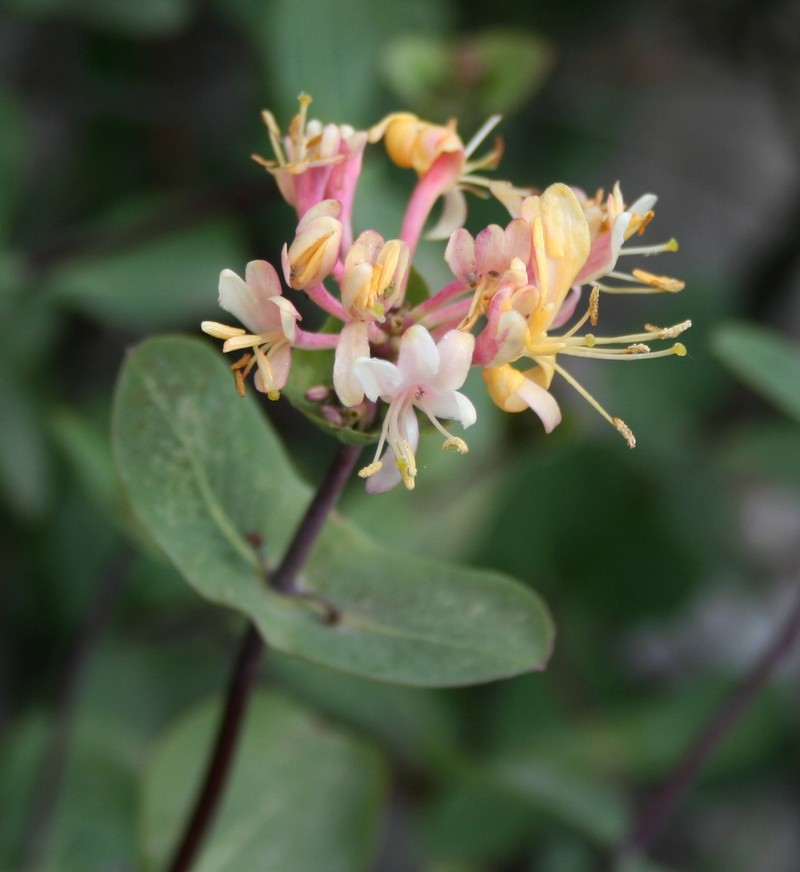 Etruscan Honeysuckle photo 4