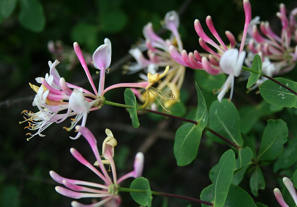 Etruscan Honeysuckle