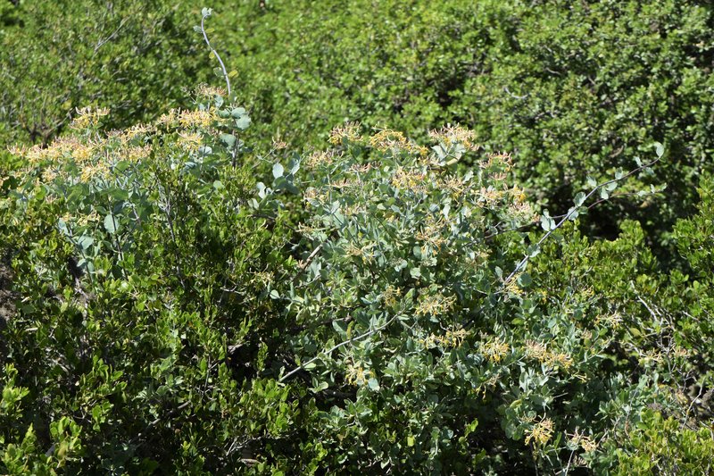 Etruscan Honeysuckle photo 7