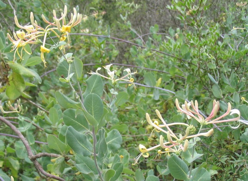 Etruscan Honeysuckle photo 8