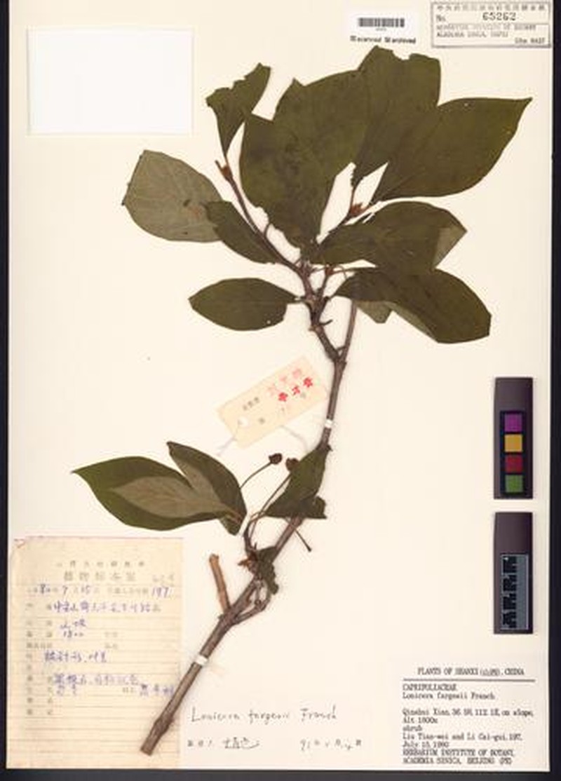 Lonicera fargesii
