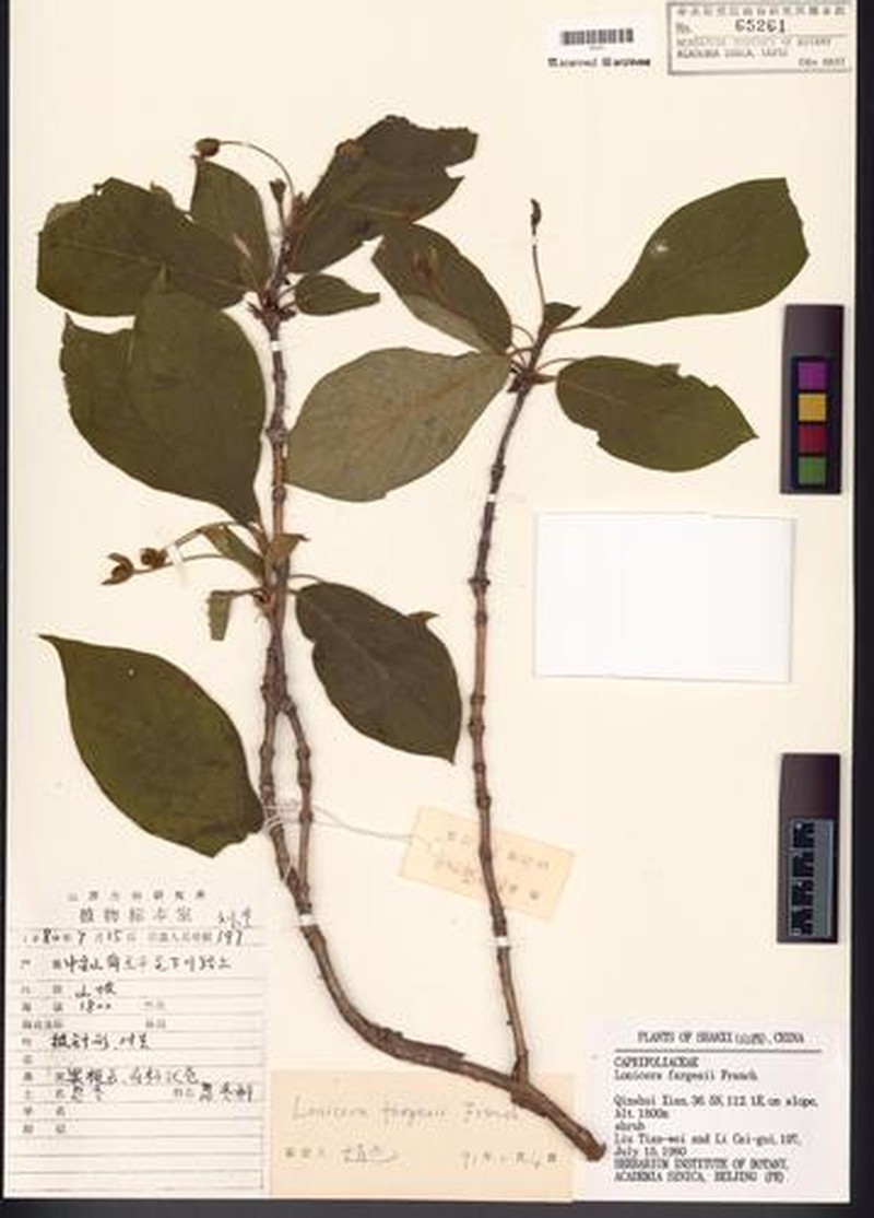 Lonicera fargesii photo 2