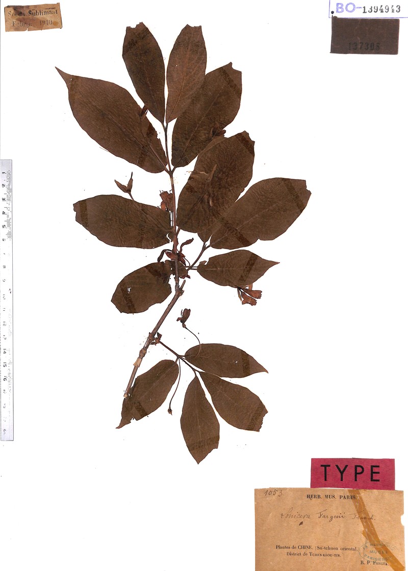 Lonicera fargesii photo 3
