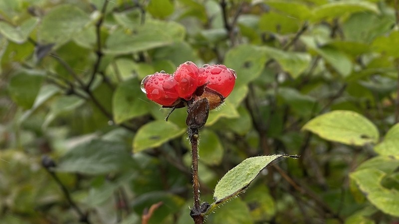 Lonicera ferdinandi