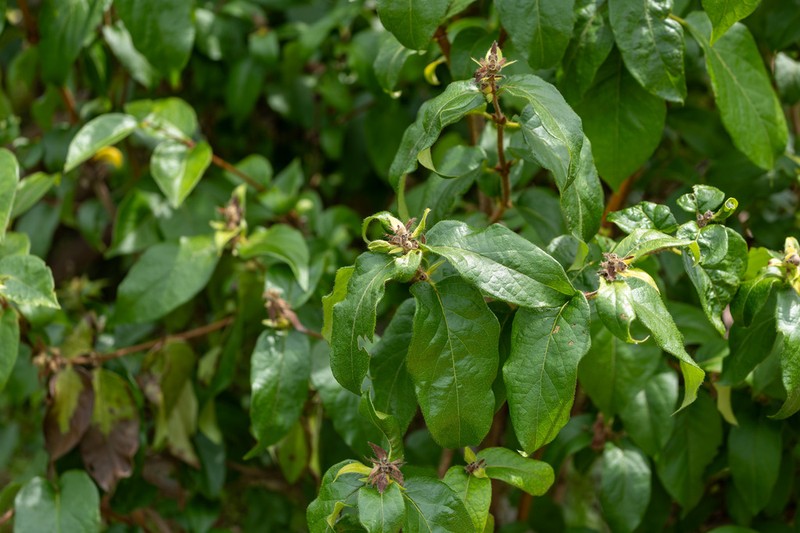 Lonicera ferdinandi photo 2