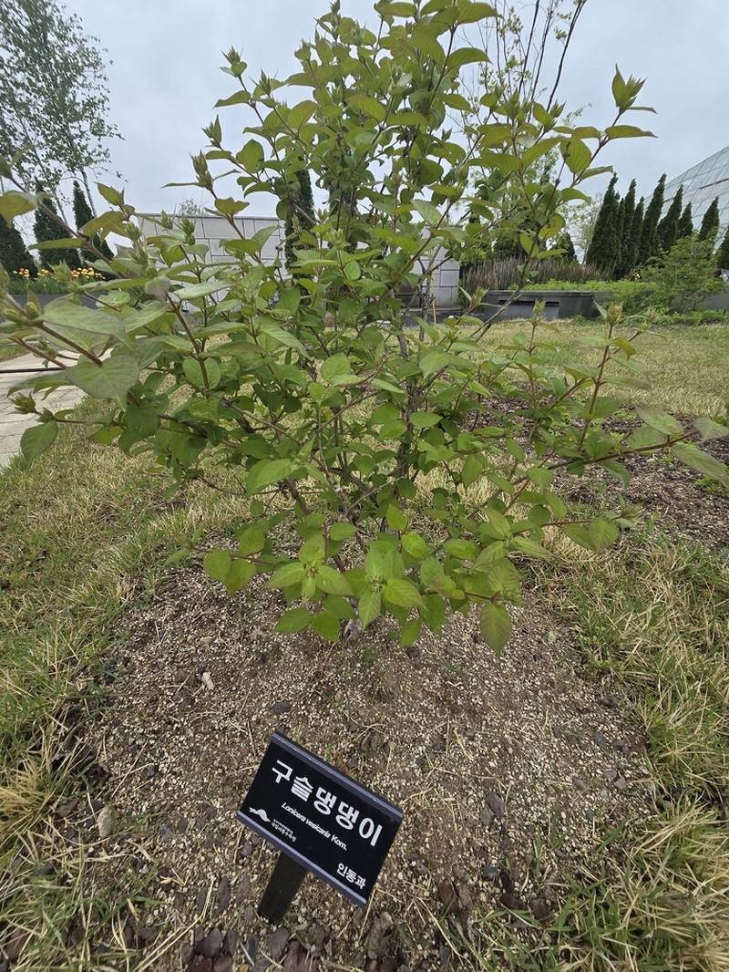 Lonicera ferdinandi photo 3