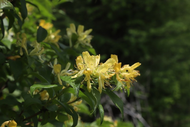 Lonicera ferdinandi photo 5