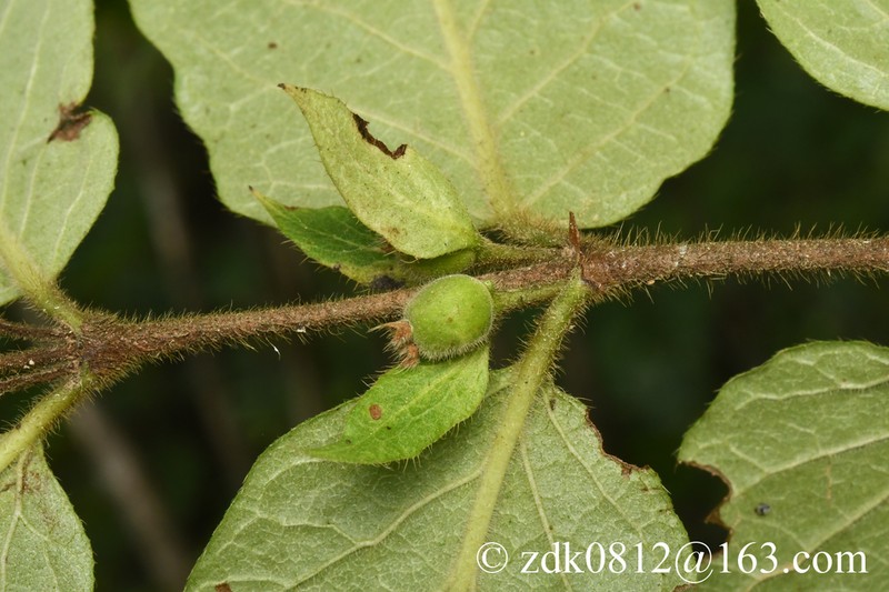 Lonicera ferdinandi photo 7