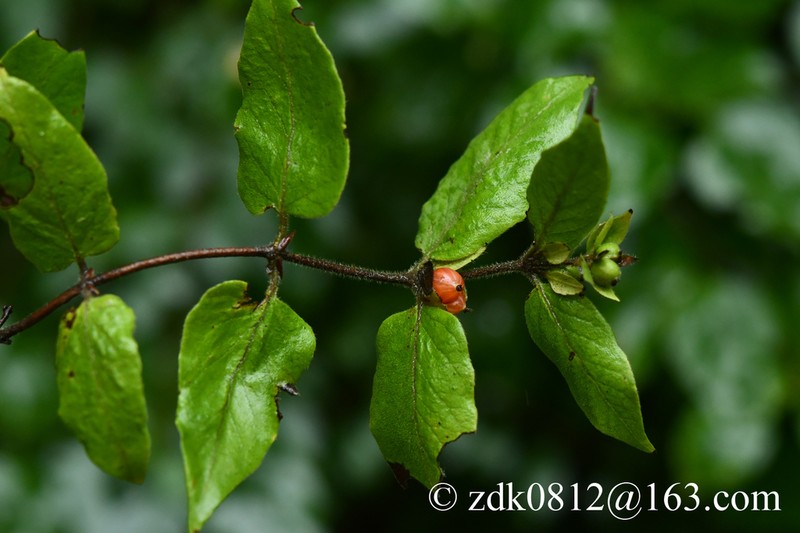 Lonicera ferdinandi photo 8